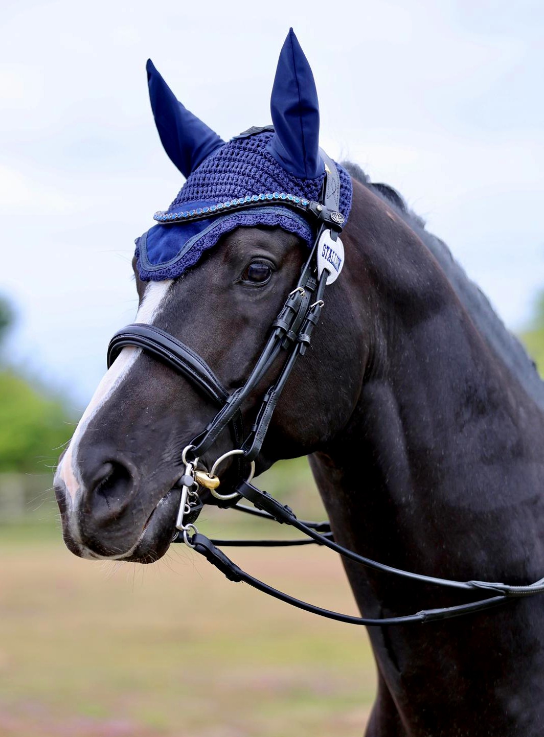 Koning Sport Horses Koning Albert