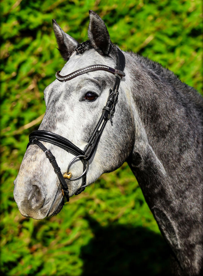 Image of a dapple grey horse