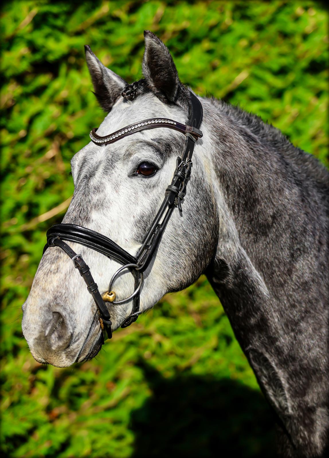 Koning Sport Horses Cassionora GF