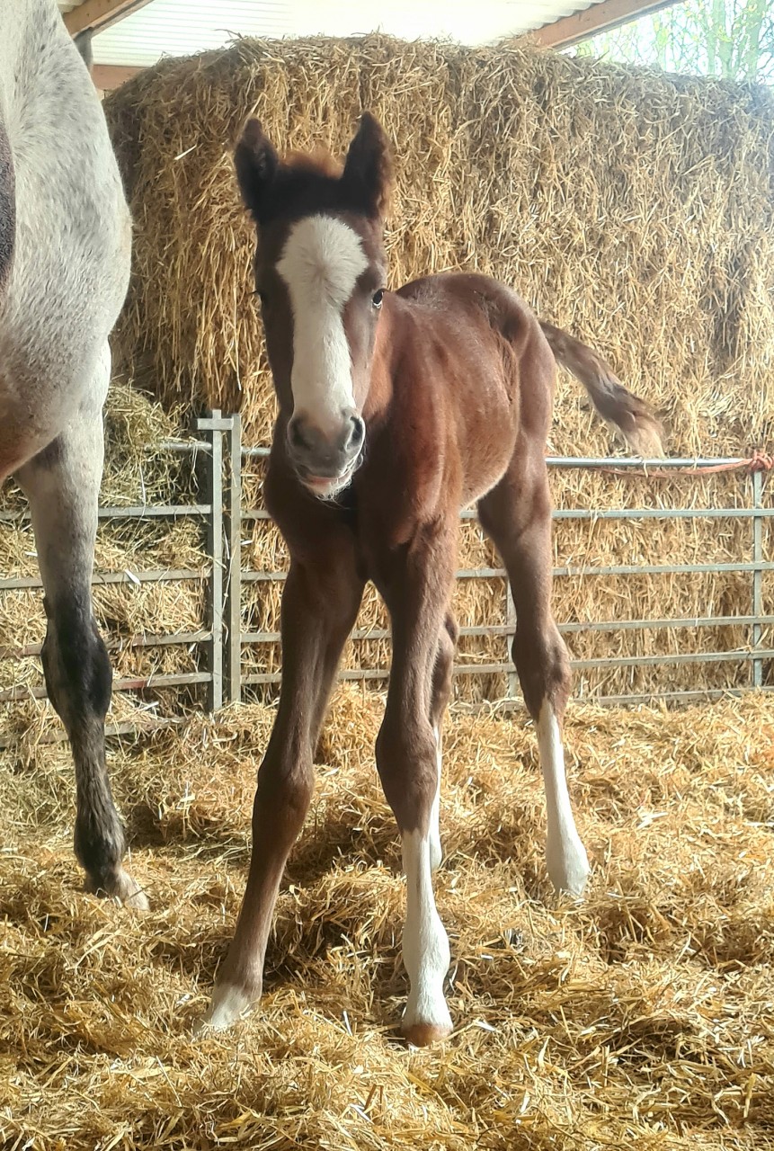 Koning Gemera, the first 2023 foal arrives