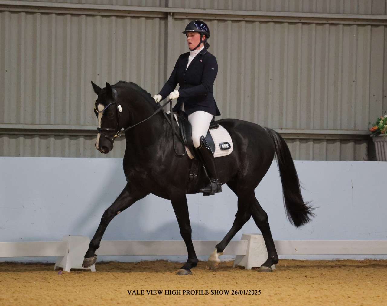 Alberts first High Profile Dressage competition