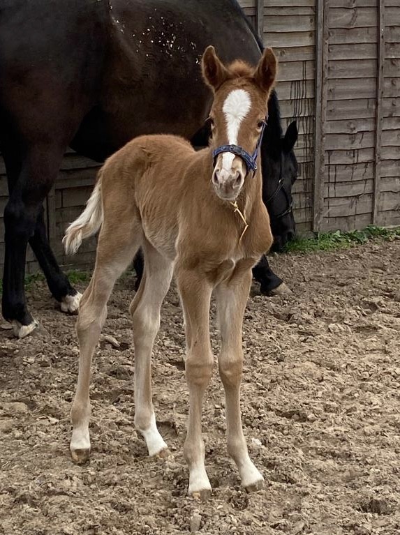 FIRST FOAL FOR KONING ALBERT