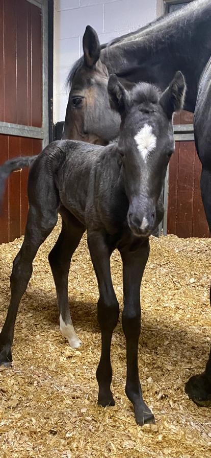 GORGEOUS FOAL FOR 